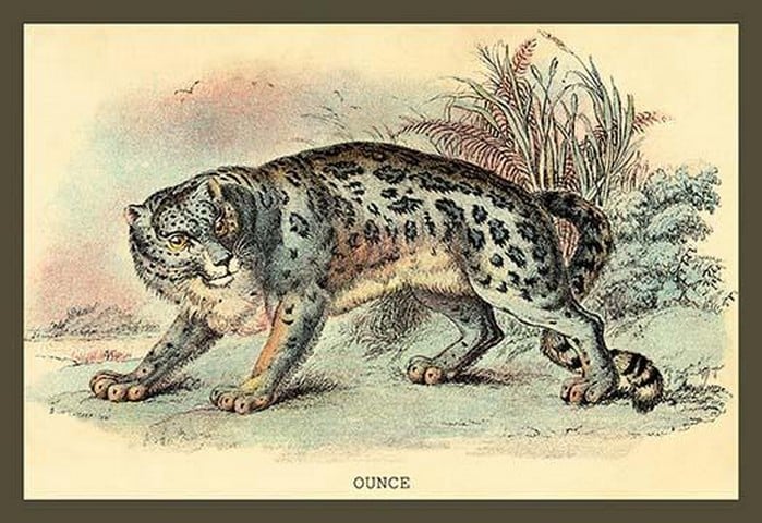 Ounce by Sir William Jardine