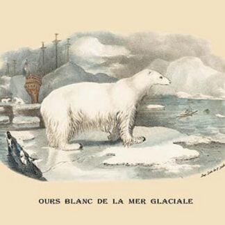 Ours Blanc de la Mer Glaciale (Polar Bear) by E. F. Noel