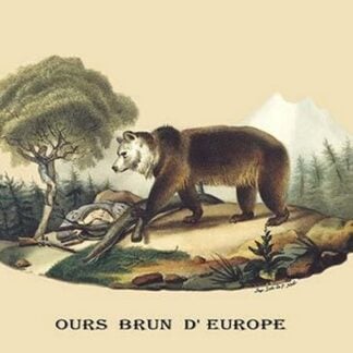 Ours Brun d'Europe (European Brown Bear) by E. F. Noel