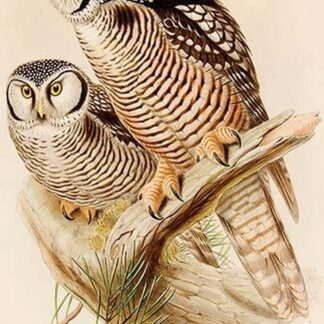 Owls by John Gould