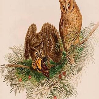 Owls by John Gould