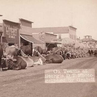 Ox Teams in the Dakota Territory by John C.H. Grabill