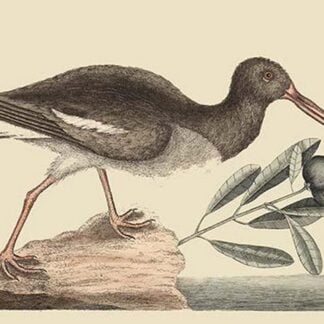 Oyster Catcher by Mark Catesby