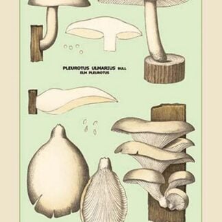 Oyster Mushroom
