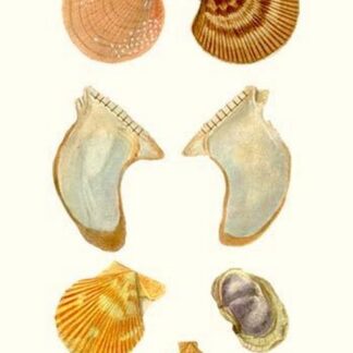 Oyster Shells By John Mawe