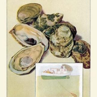 Oysters