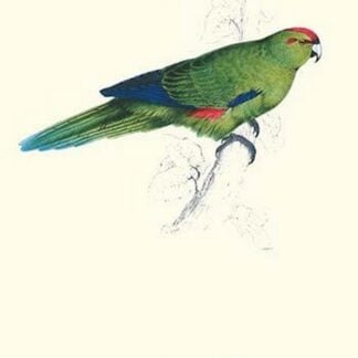 Pacific Parakeet - Cyanorhamphus Novaevelandiae by Edward Lear