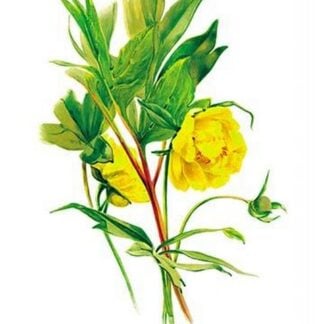 Paeonia Lutea by H.G. Moon