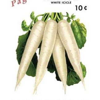 Page's Radish: White Icicle