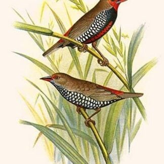 Painted Finch by Frederick William Frohawk