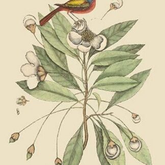 Painted Finch by Mark Catesby