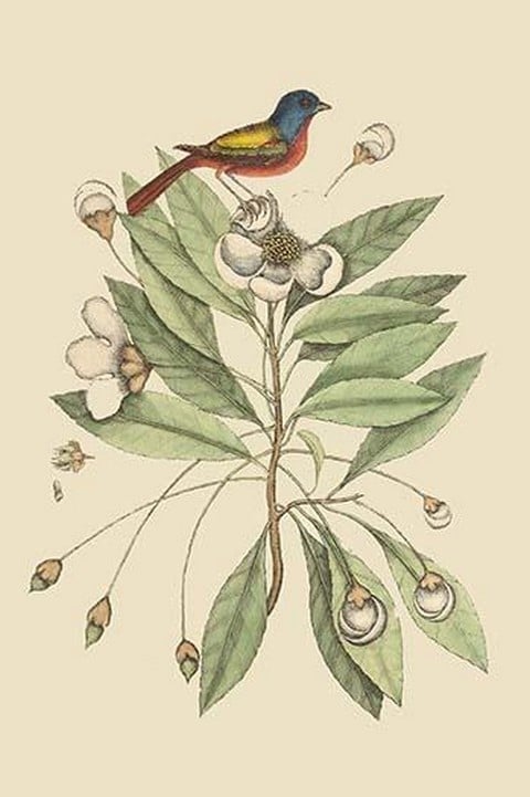 Painted Finch by Mark Catesby
