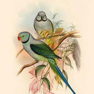Palaeornis Columboides - Blue-Winged Parakeet by John Gould