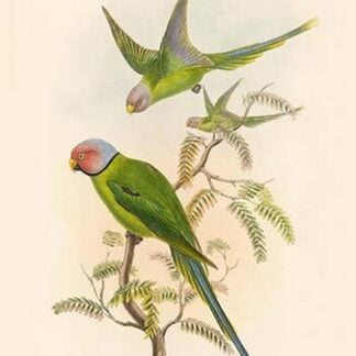Palaeornis Cyanocephalla - Burmese Parakeet by John Gould
