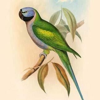 Palaeornis Derbianus - Earl or Derby's Parakeet by John Gould