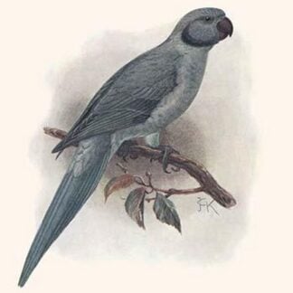 Palaeornis Exsul by Lionel Walter Rothschild