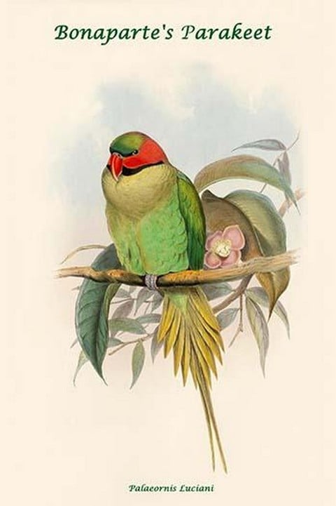Palaeornis Luciani - Bonaparte's Parakeet by John Gould
