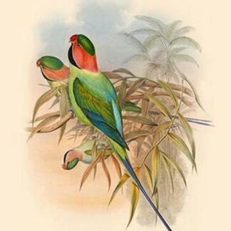Palaeornis Malaccensis - Malacca Parakeet by John Gould