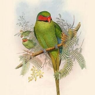 Palaeornis Nicobaricus - Nicobar Parakeet by John Gould