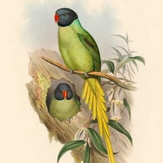 Palaeornis Schisticeps - Slaty-Headed Parakeet by John Gould