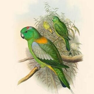 Palaeornis Setarius - Racket-Tailed Parakeet by John Gould