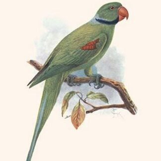 Palaeornis Wardi by Lionel Walter Rothschild