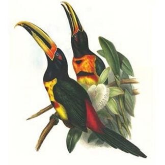 Pale Mandibiled Aracari by John Gould