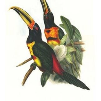 Pale Mandibiled Aracari by John Gould