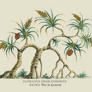 Pandanus Odoratissimus Keura Tree in Guzerat by J. Forbes