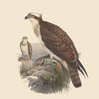Pandion Haliataetus - Osprey - Sea Hawk - Fish Eagle by John Gould
