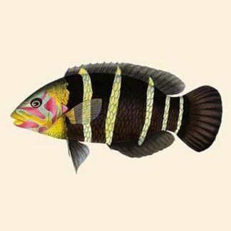 Panoo-Girawah Worm-Parrot by John Whitchurch Bennett