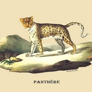 Panthere (Panther) by E. F. Noel