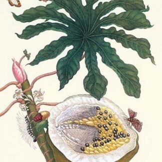 Papaya with Caterpillar