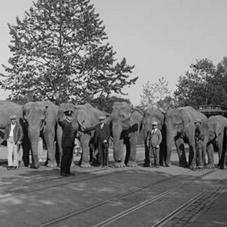 Parade of Elephants on City Street lined up side by side with Policeman giving them a sign to proceed