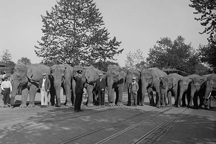 Parade of Elephants on City Street lined up side by side with Policeman giving them a sign to proceed