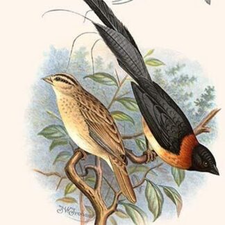 Paradise Whydah by Frederick William Frohawk