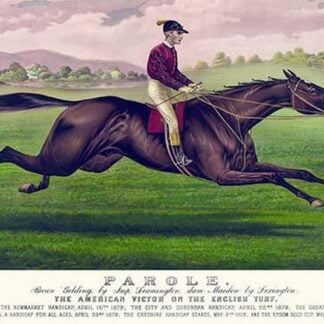 Parole: Brown Gelding