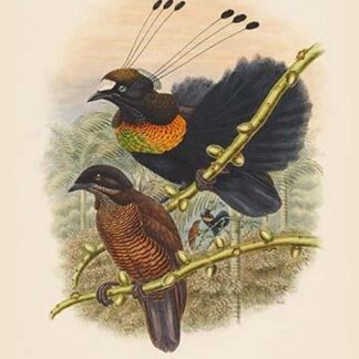 Parotia Lawesi - Lawes' Bird of Paradise by John Gould