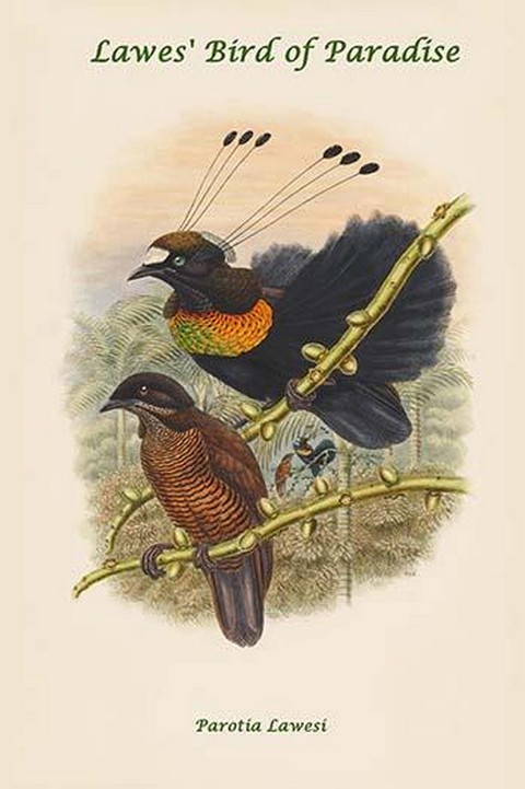 Parotia Lawesi - Lawes' Bird of Paradise by John Gould