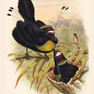Parotia Sexpennis - Six-Plumed Bird of Paradise by John Gould