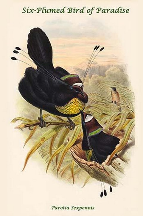 Parotia Sexpennis - Six-Plumed Bird of Paradise by John Gould