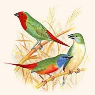 Parrot Finch by Frederick William Frohawk