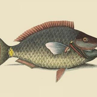 Parrot Fish by Mark Catesby