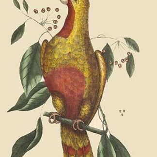 Parrot of Paradise of Cuba by Mark Catesby