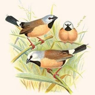 Parson Finch by Frederick William Frohawk