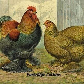 Partridge Cochins