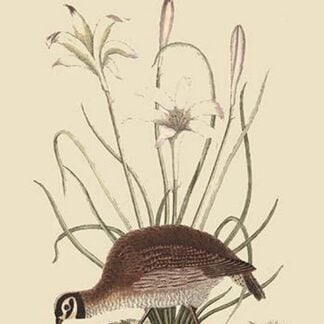 Partridge or American Coq by Mark Catesby
