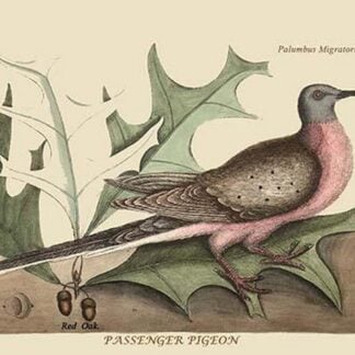 Passenger Pigeon by Mark Catesby