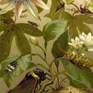 Passion Flower with Insects by Friedrich Wilhelm Kuhnert