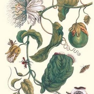Passion Flower with Leaf-Footed Plant Bug by Maria Sibylla Merian